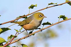 Silvereye